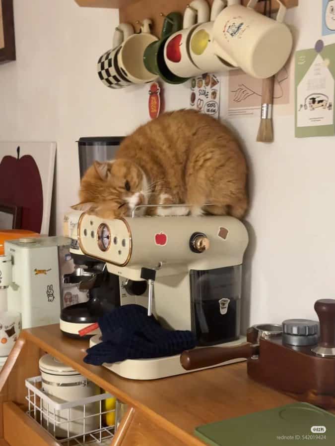 funny cat pictures, cat pictures, hilarious cat pics, comedic kitty photos, goofy feline shots, cat memes, kitty memes, feline jokes, cute cat pictures, adorable kitty pics, fluffy cat images, no context cats, random cat photos, surreal feline moments