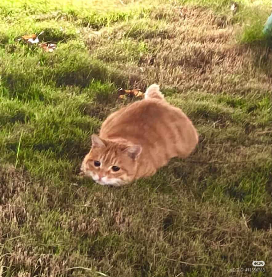 funny cat pictures, cat pictures, hilarious cat pics, comedic kitty photos, goofy feline shots, cat memes, kitty memes, feline jokes, cute cat pictures, adorable kitty pics, fluffy cat images, no context cats, random cat photos, surreal feline moments