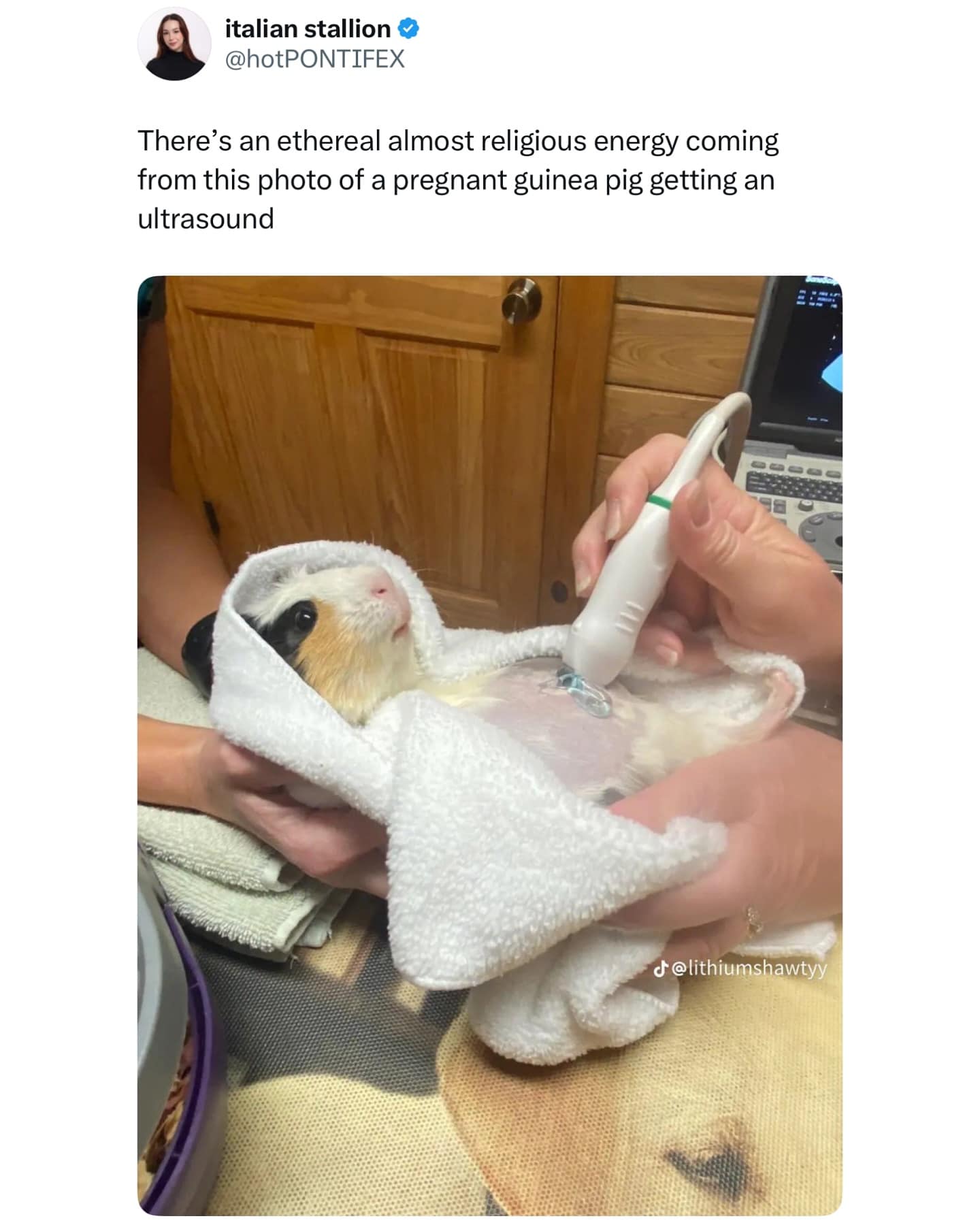 There's an ethereal almost religious energy coming from this photo of a pregnant guinea pig getting an ultrasound