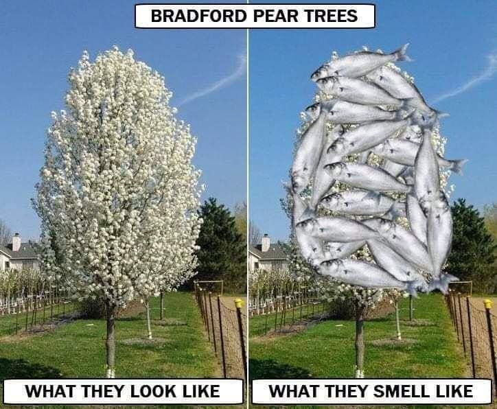 BRADFORD PEAR TREES WHAT THEY LOOK LIKE WHAT THEY SMELL LIKE