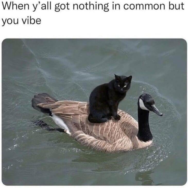 40 Hilarious Grumpy Animal Memes to Cure Your Own Bad Mood