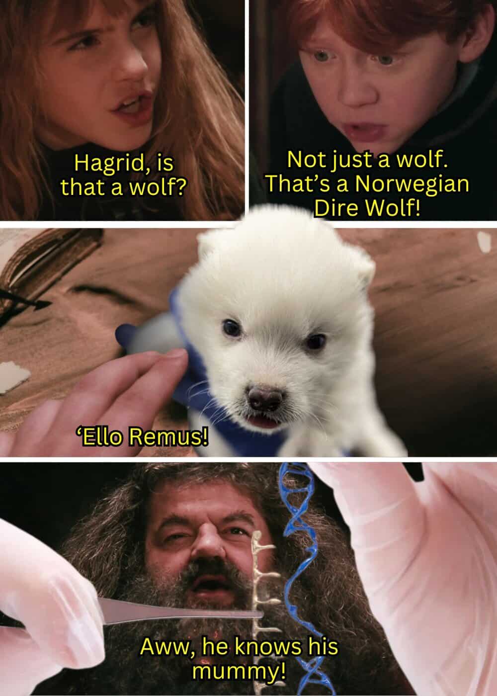 harry potter memes, hogwarts memes, wizard memes, magic memes, quidditch memes, potterverse memes, potter memes