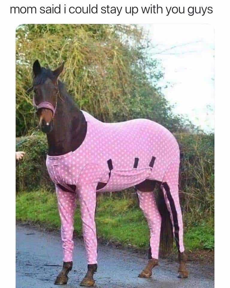 horse memes, funny horse, equestrian memes, horse jokes, horse girl memes