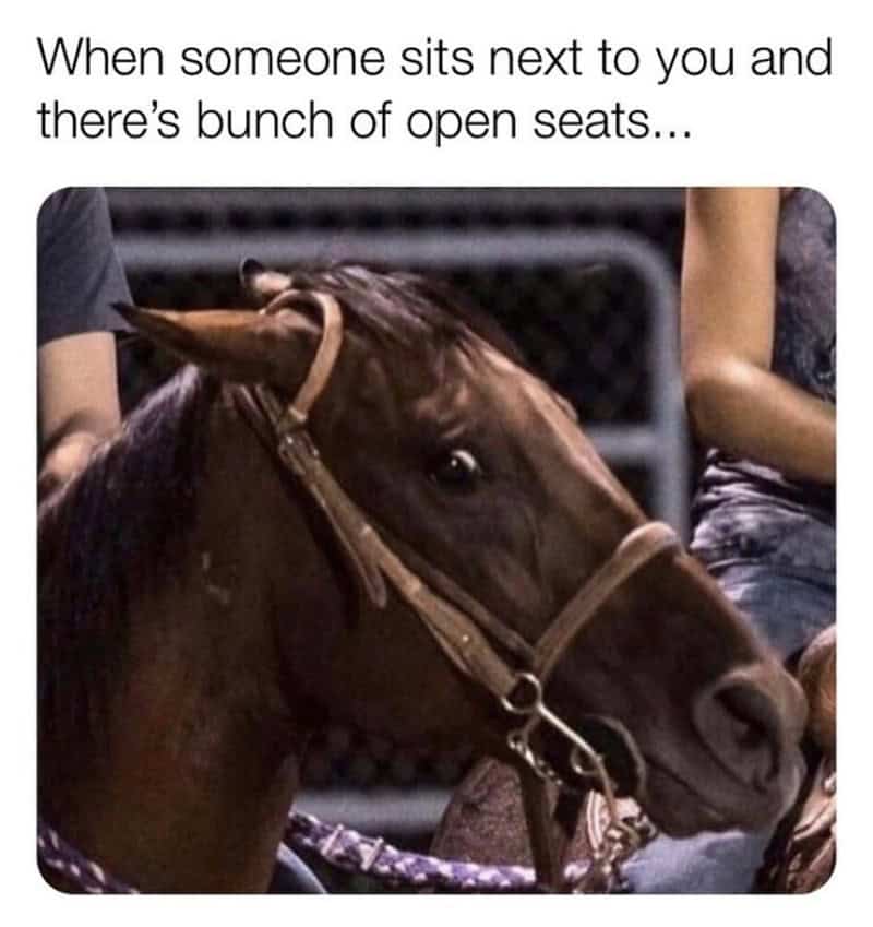 horse memes, funny horse, equestrian memes, horse jokes, horse girl memes