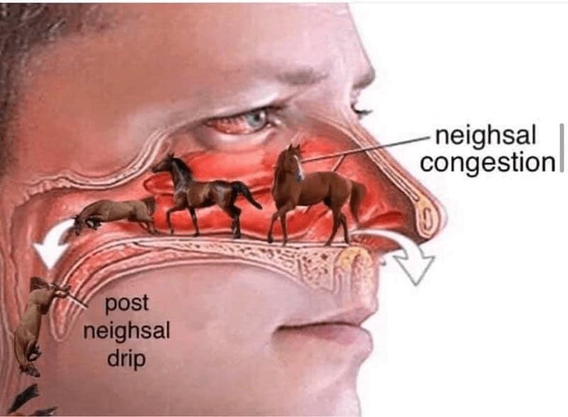 horse memes, funny horse, equestrian memes, horse jokes, horse girl memes