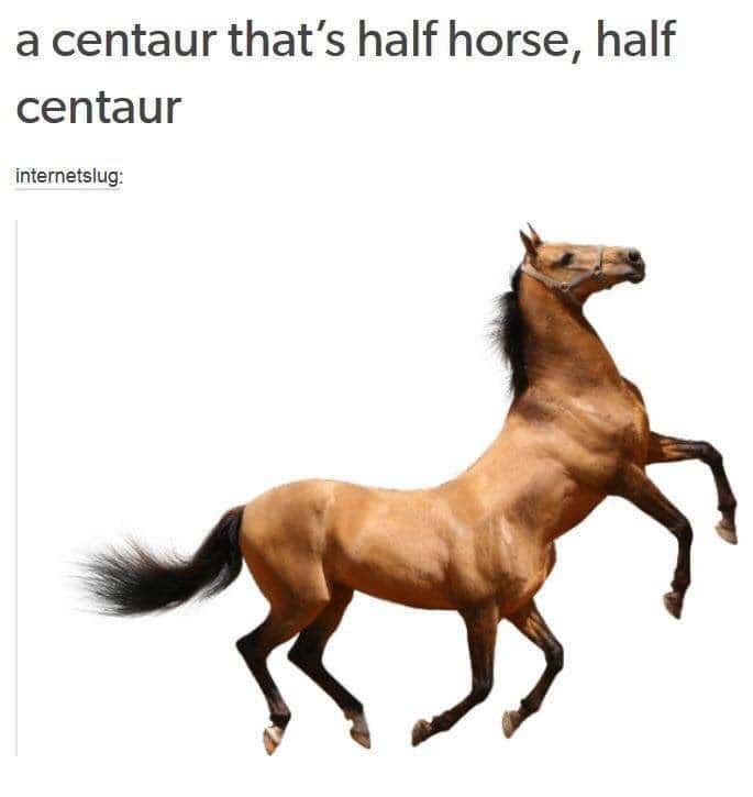horse memes, funny horse, equestrian memes, horse jokes, horse girl memes