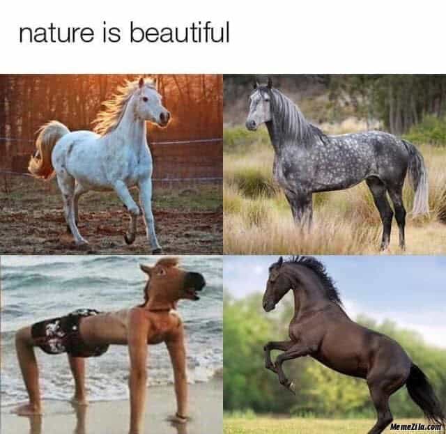 horse memes, funny horse, equestrian memes, horse jokes, horse girl memes