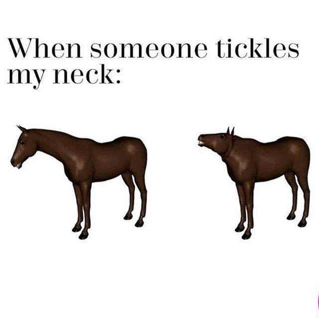 horse memes, funny horse, equestrian memes, horse jokes, horse girl memes
