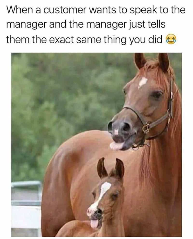 horse memes, funny horse, equestrian memes, horse jokes, horse girl memes