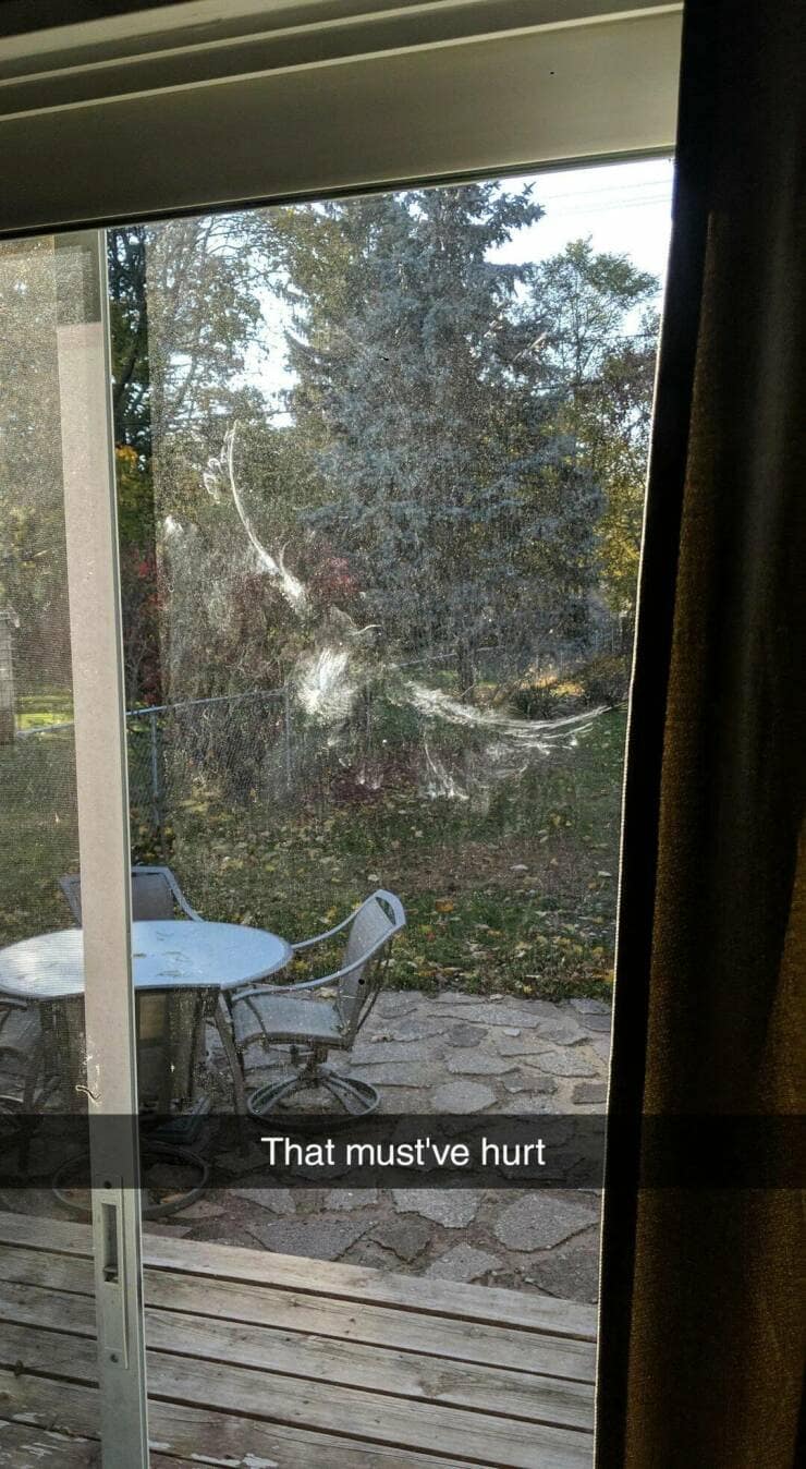 That must've hurt bird imprint on glass door