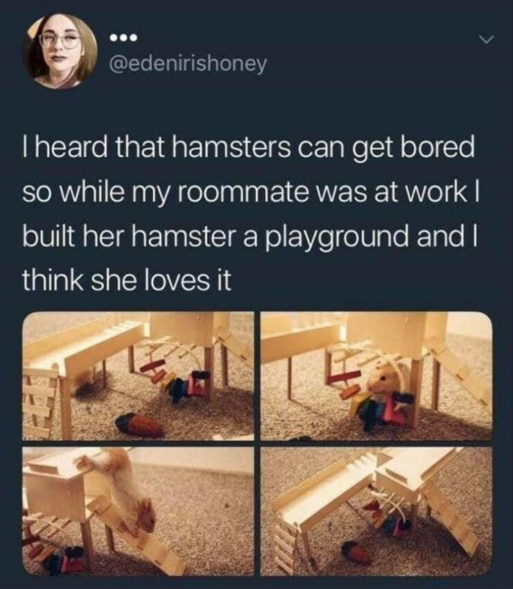 @edenirishoney I heard that hamsters can get bored so while my roommate was at work I built her hamster a playground and I think she loves it