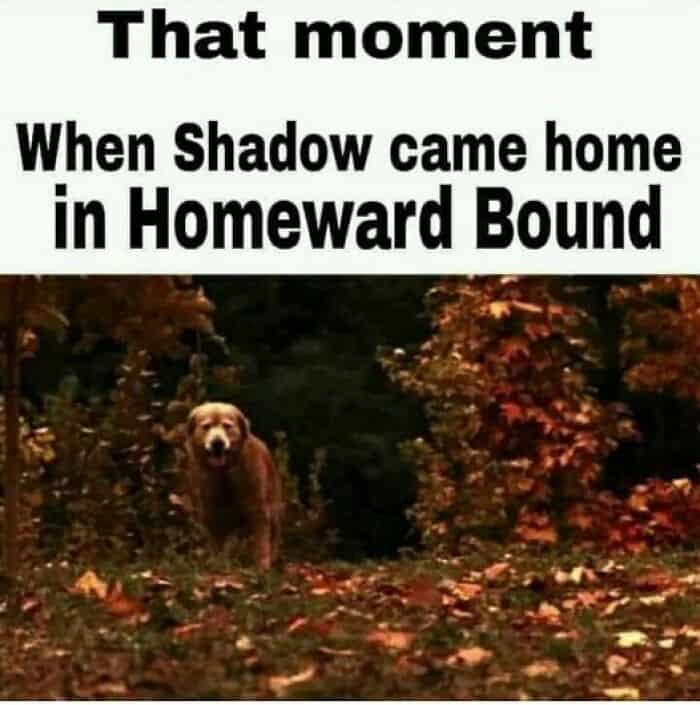 nostalgia memes, retro memes, vintage memes, throwback memes, 90s memes, 80s memes, 2000s memes, childhood memes, retro humor, old school memes, flashback memes, memory memes, vintage jokes, nostalgic jokes, classic nostalgia, timeless memories