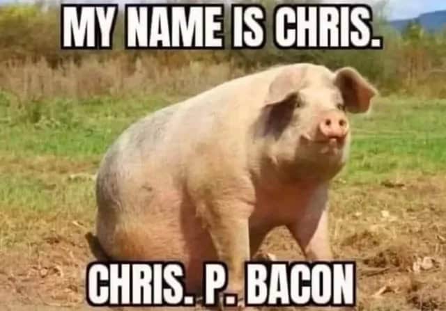 pig memes, funny pig, piglet memes, cute pig pictures, piglet memes, cute pigs, cute piglets