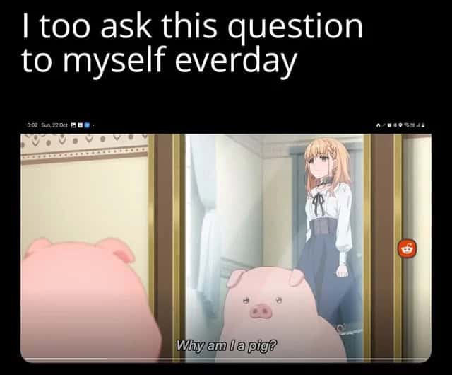 pig memes, funny pig, piglet memes, cute pig pictures, piglet memes, cute pigs, cute piglets