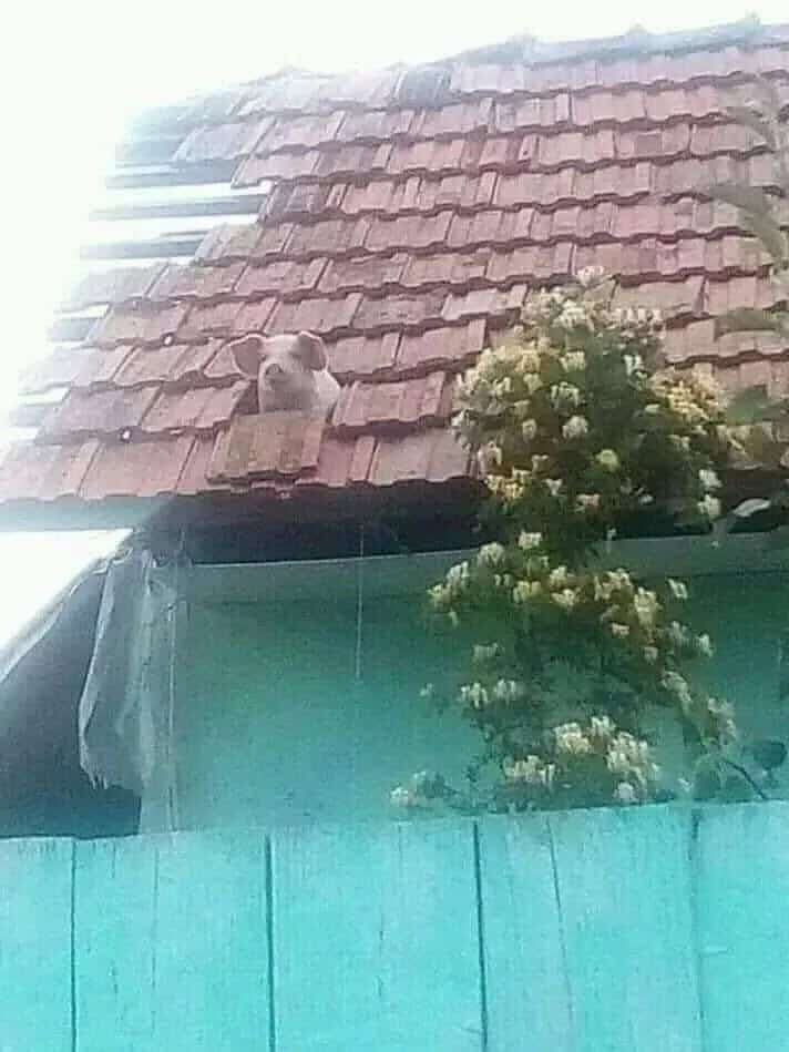 pig memes, funny pig, piglet memes, cute pig pictures, piglet memes, cute pigs, cute piglets