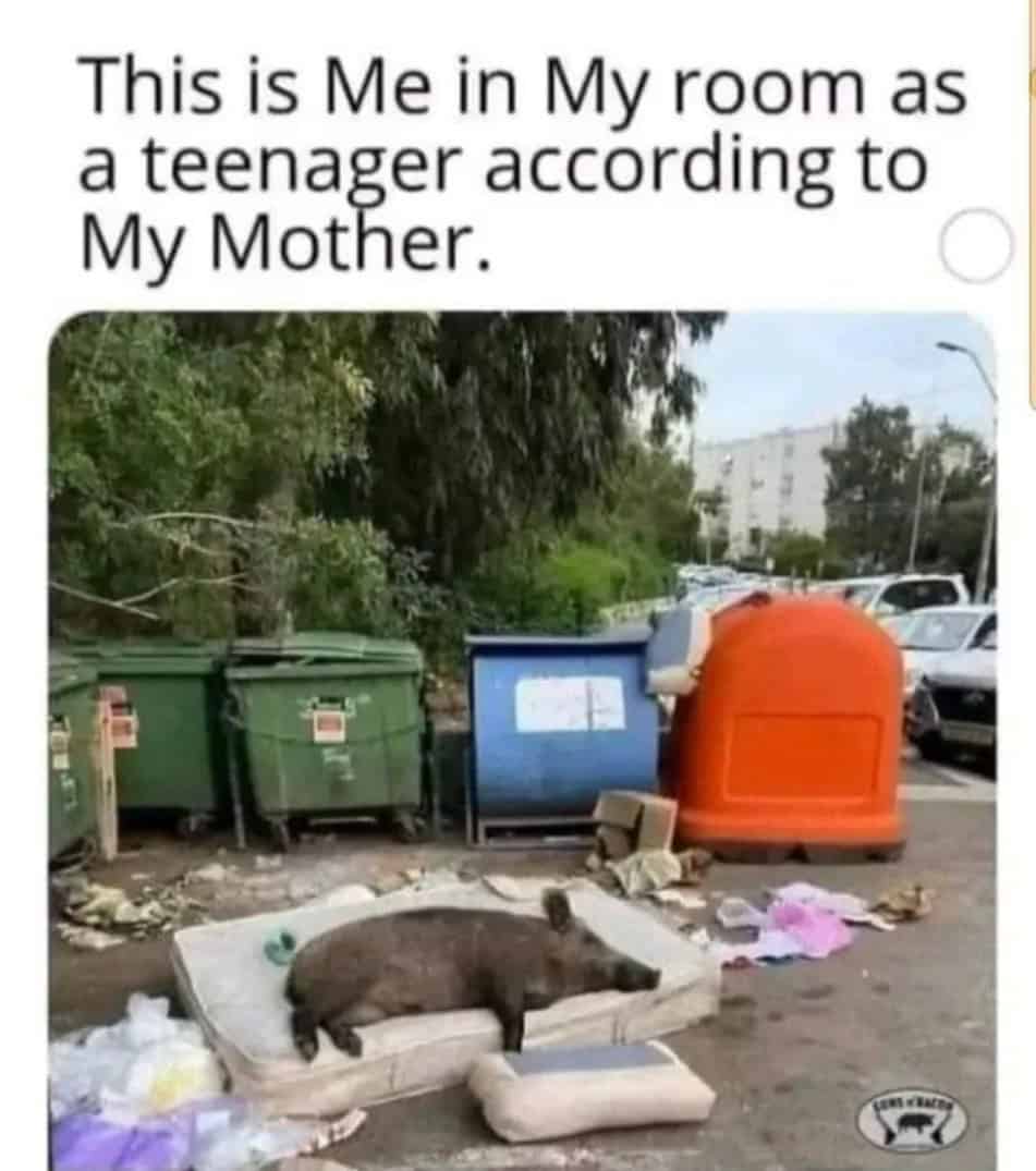 pig memes, funny pig, piglet memes, cute pig pictures, piglet memes, cute pigs, cute piglets