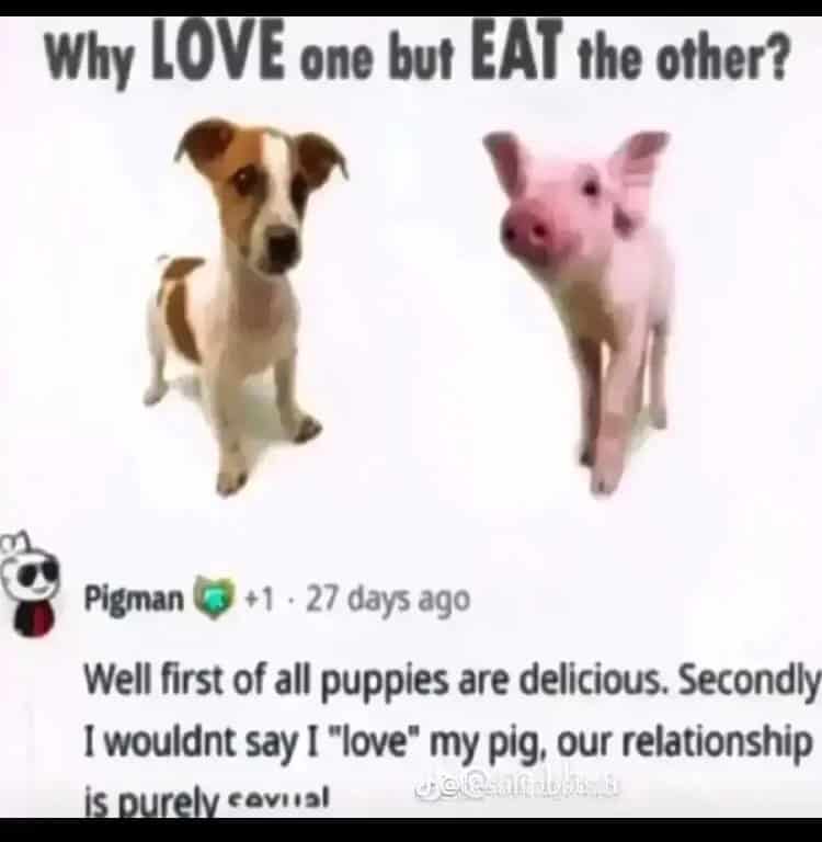 pig memes, funny pig, piglet memes, cute pig pictures, piglet memes, cute pigs, cute piglets