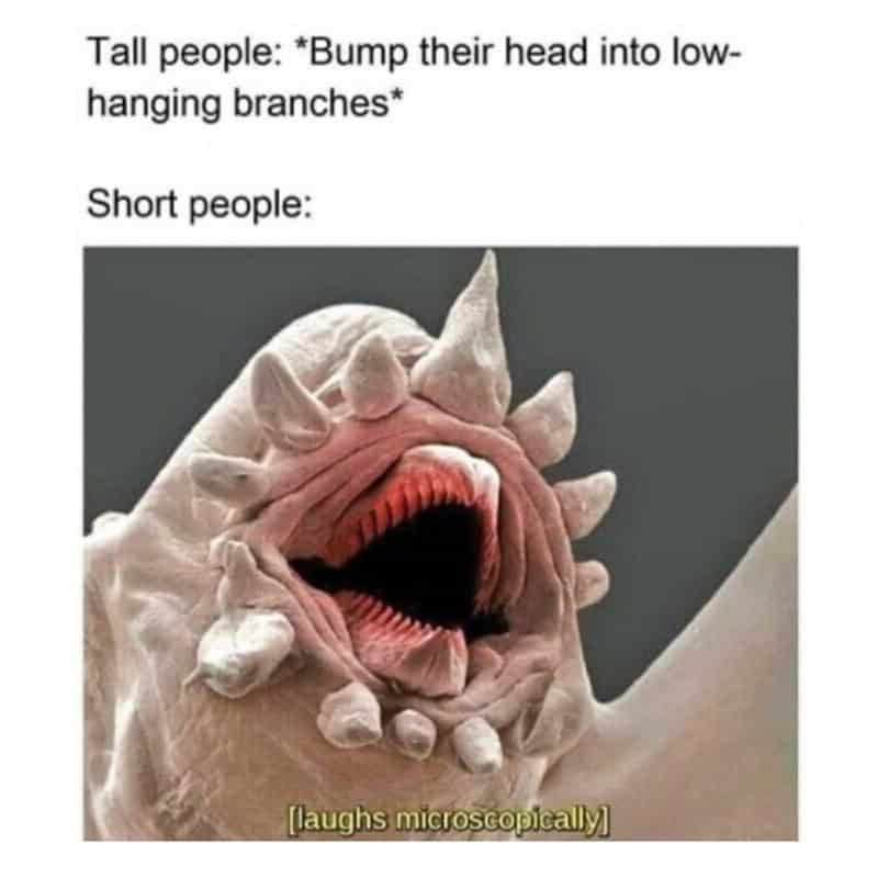 Tall people: *Bump their head into low-hanging branches* Short people: [laughs microscopically]