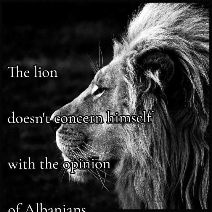 the lion memes, the lion does not concern himself, alpha male memes, sigma grindset jokes, hustle culture humor, alpha quotes parody, lion quote memes, animal motivation memes, predator proverb jokes, king of jungle humor, viral animal memes, trending beast memes, wild creature jokes, zoo meme trend