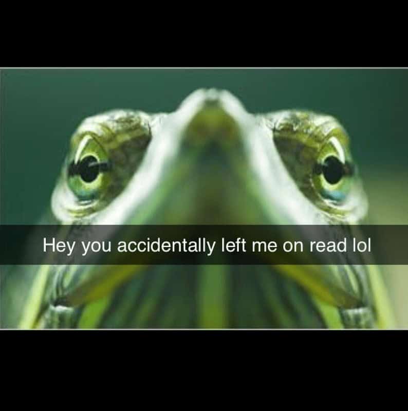 turtle memes, tortoise memes, shell memes, funny turtle pics, turtle jokes, turtle humor, slow memes, animal memes, pet memes, wildlife memes, cute memes