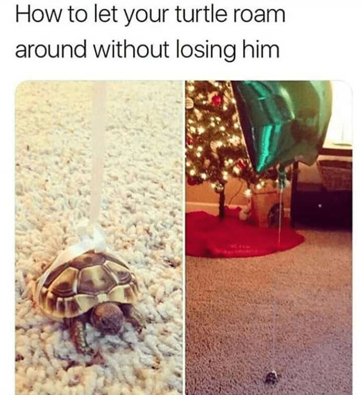 turtle memes, tortoise memes, shell memes, funny turtle pics, turtle jokes, turtle humor, slow memes, animal memes, pet memes, wildlife memes, cute memes