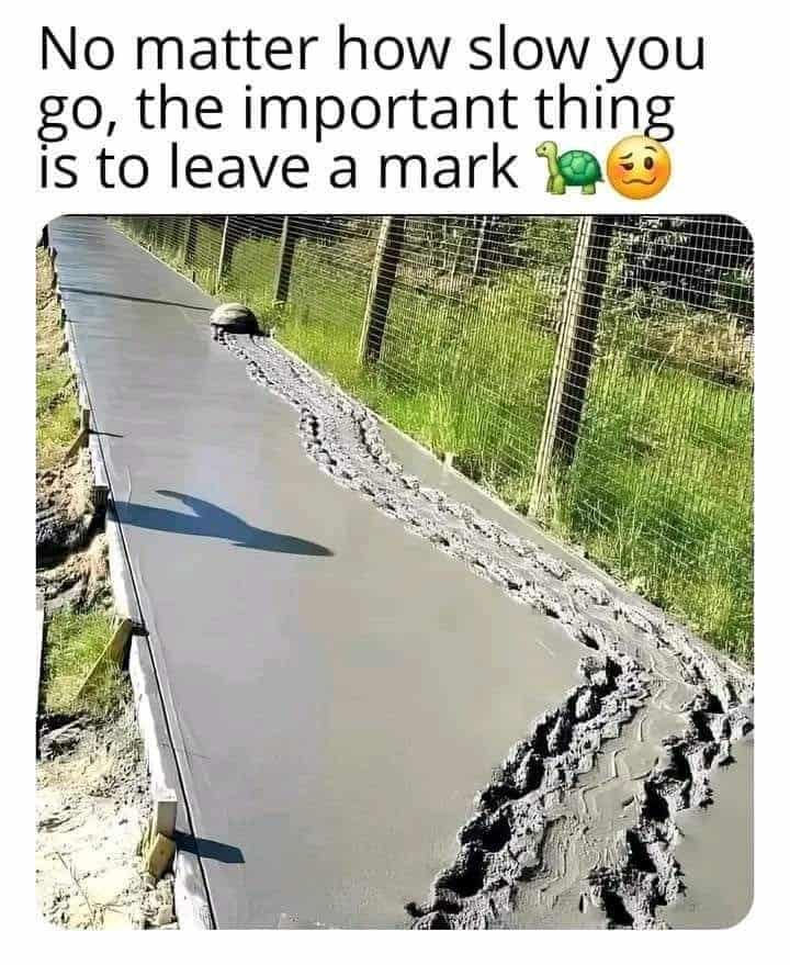 turtle memes, tortoise memes, shell memes, funny turtle pics, turtle jokes, turtle humor, slow memes, animal memes, pet memes, wildlife memes, cute memes