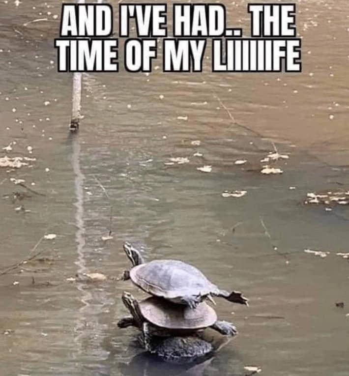 turtle memes, tortoise memes, shell memes, funny turtle pics, turtle jokes, turtle humor, slow memes, animal memes, pet memes, wildlife memes, cute memes