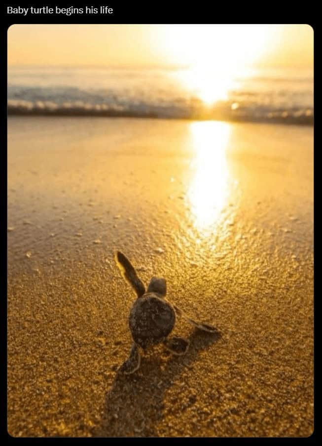 turtle memes, tortoise memes, shell memes, funny turtle pics, turtle jokes, turtle humor, slow memes, animal memes, pet memes, wildlife memes, cute memes