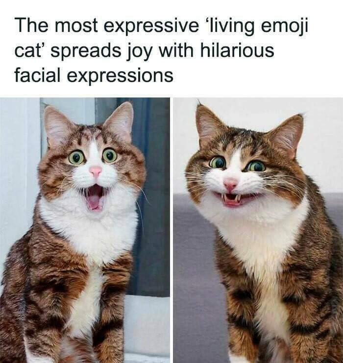 The most expressive 'living emoji cat' spreads joy with hilarious