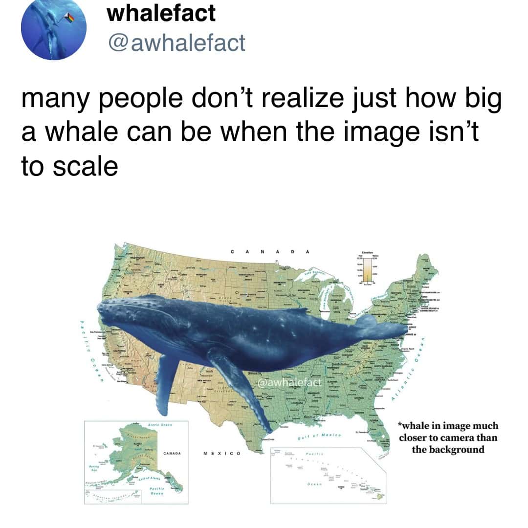 many people don't realize just how big a whale can be when the image isn't to scale