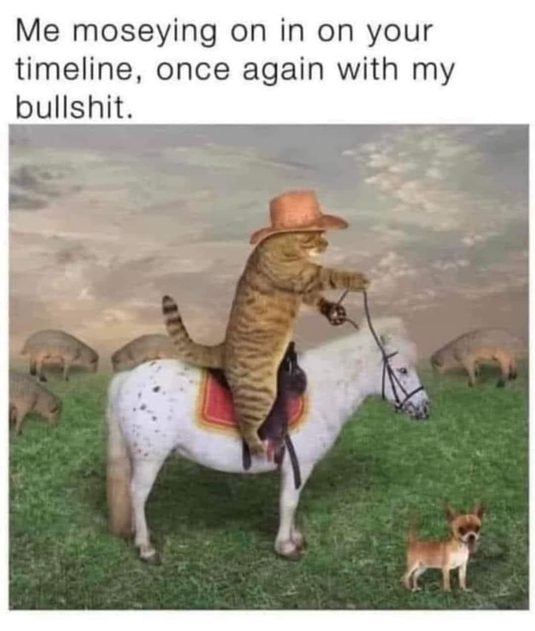 Me moseying on in on your timeline, once again with my bullshit.