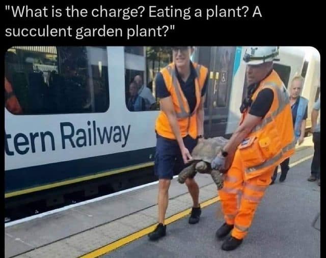 "What is the charge? Eating a plant? A succulent garden plant?" tern Railway