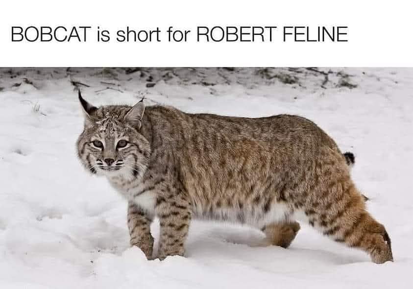 classic memes, vintage memes, viral tweets, internet memes, funny memes, evergreen memes, nostalgic memes, meme classics, timeless memes, old memes, throwback memes, best memes