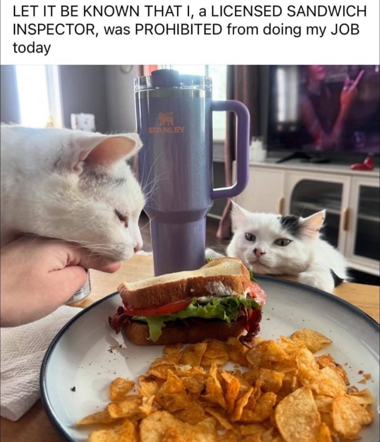 classic memes, vintage memes, viral tweets, internet memes, funny memes, evergreen memes, meme classics, nostalgic humor, old memes, best memes