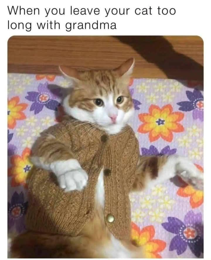 When you leave your cat too long with grandma