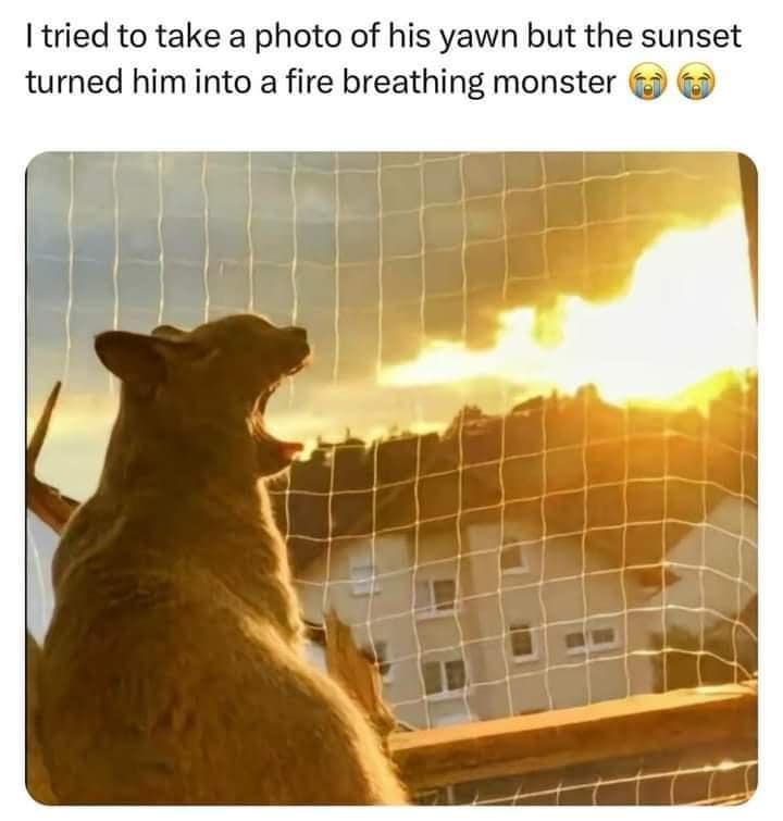 classic memes, vintage memes, viral tweets, meme classics, old tweets, funny memes, internet nostalgia, relatable memes, timeless jokes, retro humor, old-school memes, meme nostalgia, throwback humor, old memes, best memes