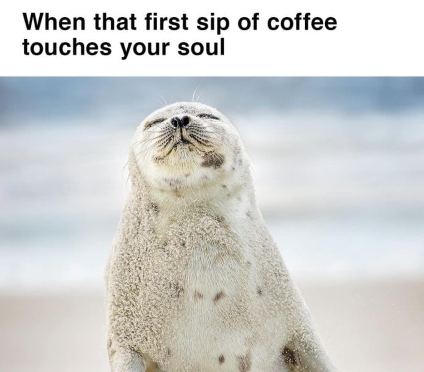 coffee meme, coffee memes, caffeine memes, funny coffee memes, espresso memes, latte jokes, coffee humor, morning memes, coffee addict memes, coffee jokes, barista memes, coffee lovers, caffeine jokes, brew memes, coffee dump, coffee funny pics, coffee life, bean memes, coffee comedy, coffee obsession
