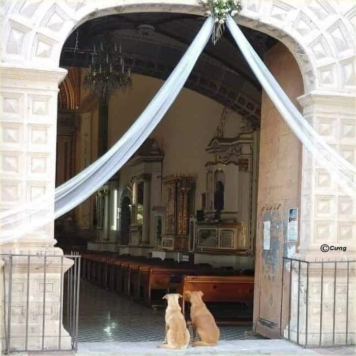 cute animals, funny animal pictures, adorable pets, animal memes, cute pet pics, wholesome animal photos, fluffy animals, funny pets