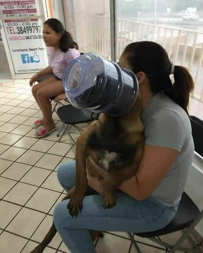 cute animals, funny animal pictures, adorable pets, animal memes, cute pet pics, wholesome animal photos, fluffy animals, funny pets