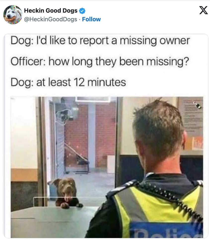 funny dog memes, dog memes, puppy memes, cute dogs, dog humor, funny pets, pet memes, canine memes, animal memes, relatable dog moments, hilarious dogs, dog lovers, funny dog pictures