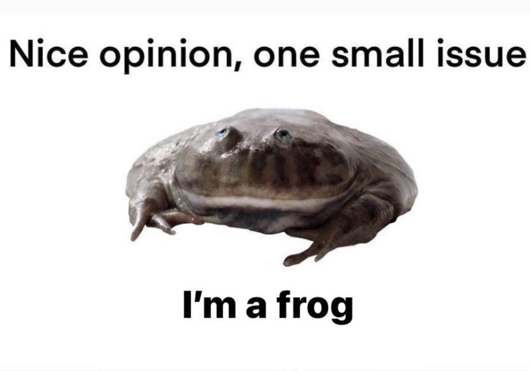 frog meme, frog memes, cute frog memes, toad memes, funny frog memes, amphibian memes, ribbit memes, frog jokes, frog humor, lily pad memes, swamp memes, hop memes, frog pictures, frog laughs, meme frogs, funny amphibian pics, toad jokes, frog lol, pond memes, frog collection