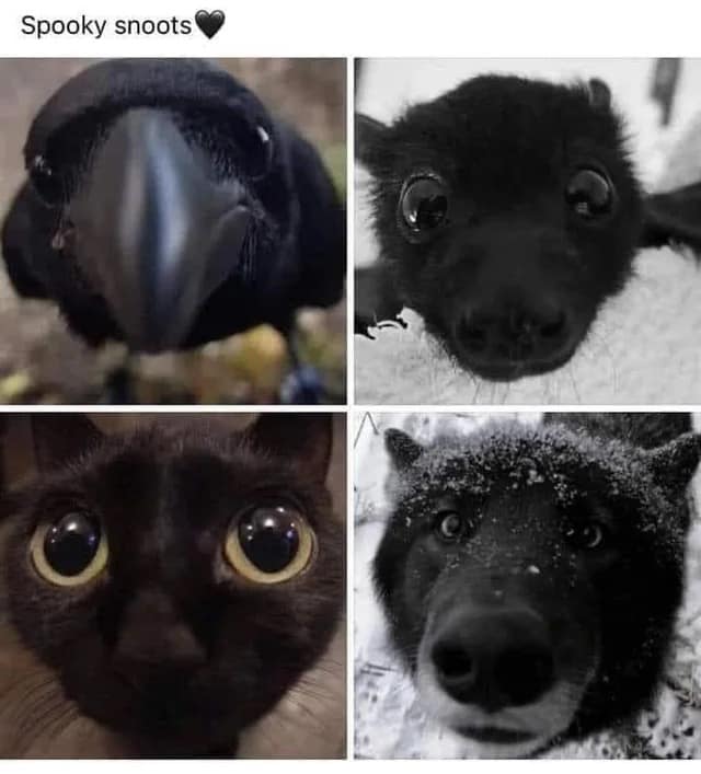 funny animal memes, animal memes, cute animal memes, pet memes, hilarious animal memes, animal jokes, funny pet memes, critter memes, dog memes, cat memes, animal humor, adorable memes, animal pics, animal laughs, furry memes, animal comedy, animal gif memes, pet jokes, animal funnies, animal lol