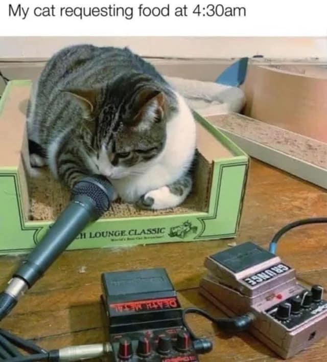 funny animal memes, animal memes, cute animal memes, pet memes, hilarious animal memes, animal jokes, funny pet memes, critter memes, dog memes, cat memes, animal humor, adorable memes, animal pics, animal laughs, furry memes, animal comedy, animal gif memes, pet jokes, animal funnies, animal lol