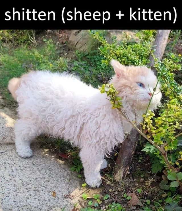 funny animal memes, animal memes, cute animal memes, pet memes, hilarious animal memes, animal jokes, funny pet memes, critter memes, dog memes, cat memes, animal humor, adorable memes, animal pics, animal laughs, furry memes, animal comedy, animal gif memes, pet jokes, animal funnies, animal lol