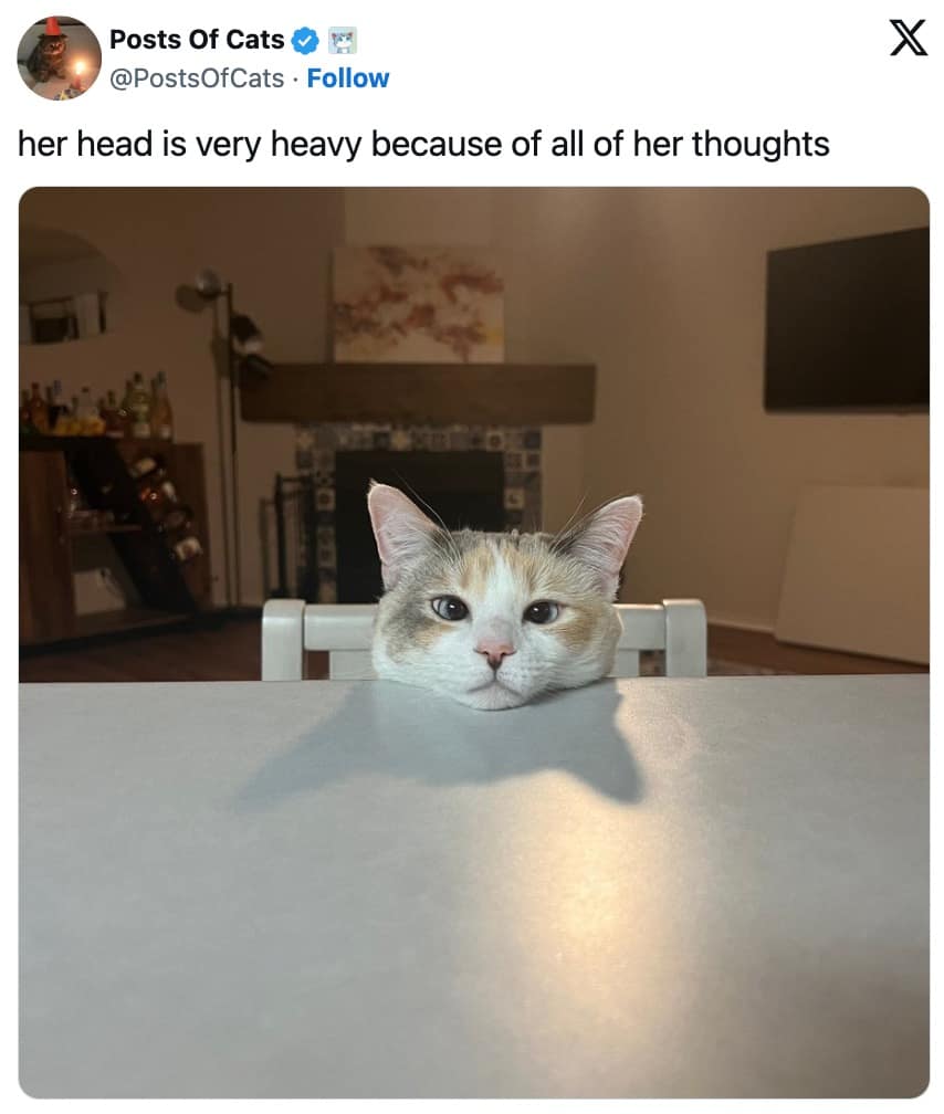 funny cat memes, cat memes, cute cat memes, kitty memes, hilarious cat memes, cat jokes, cat humor, feline memes, cat pics, crazy cat memes, cat laugh memes, cat funny pics, kitty humor, internet cat memes, whisker memes, cat comedy, cat lovers memes, meme cats, feline funny, cat meme dump