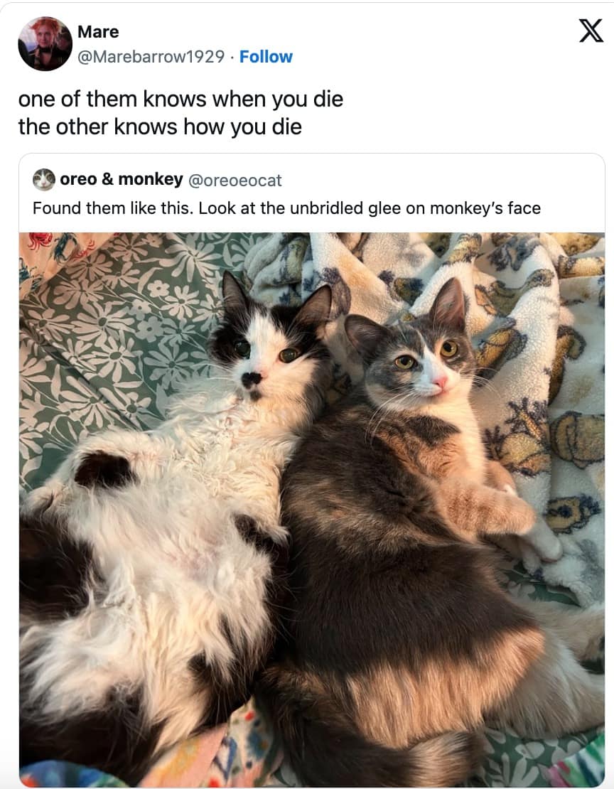 funny cat memes, cat memes, cute cat memes, kitty memes, hilarious cat memes, cat jokes, cat humor, feline memes, cat pics, crazy cat memes, cat laugh memes, cat funny pics, kitty humor, internet cat memes, whisker memes, cat comedy, cat lovers memes, meme cats, feline funny, cat meme dump