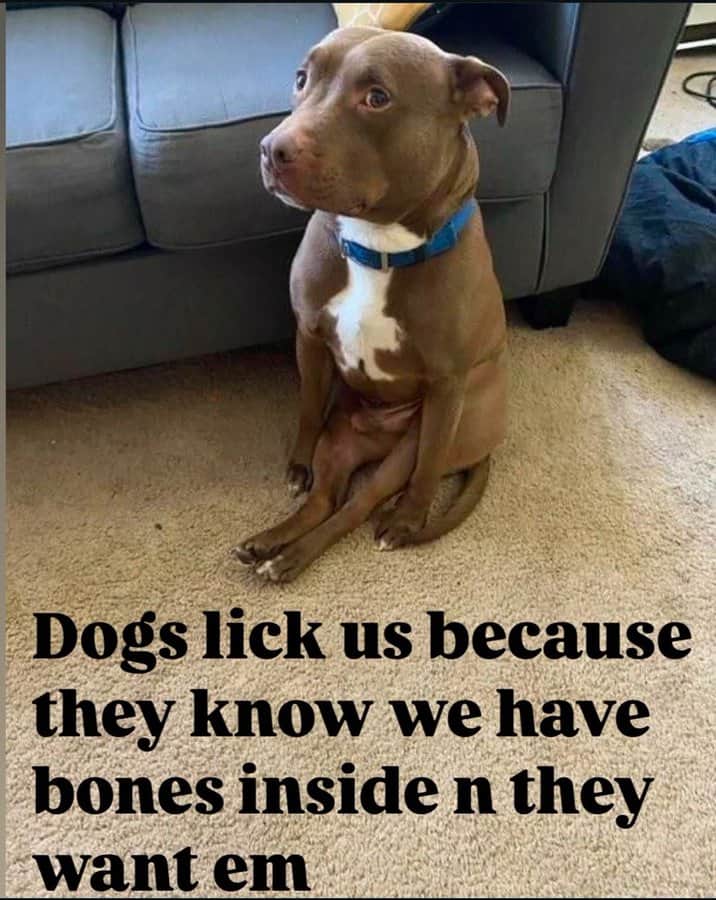 funny tiktok screenshots, funny tiktok, silly short clips, comedic video bits, hilarious app content, viral videos, trending clips, internet sensations, popular online footage, TikTok compilation, video roundup, short-form curation, aggregated content, tiktok memes, dancing jokes, comedic app references, social media humor