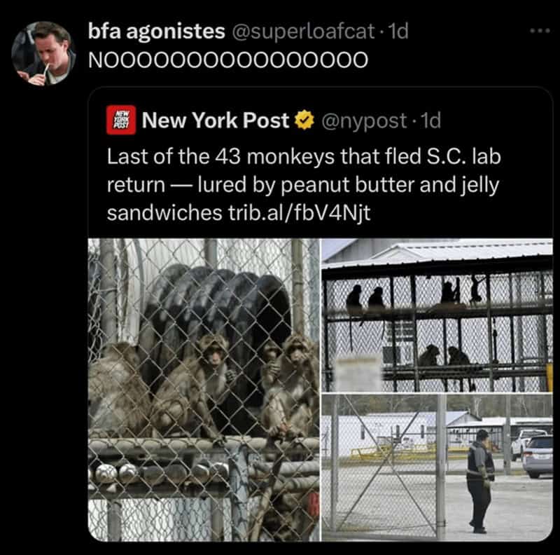 gorilla meme, ape memes, monkey memes, funny animal memes, gorilla jokes, primate memes, chimp memes, zoo memes, banana memes, silverback humor, gorilla memes