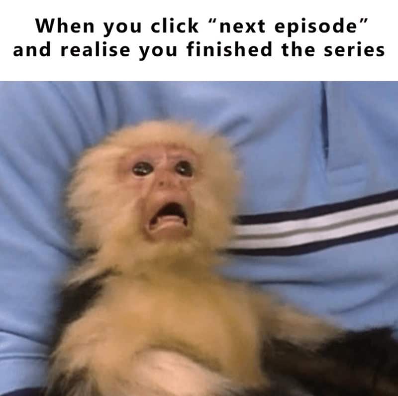 gorilla meme, ape memes, monkey memes, funny animal memes, gorilla jokes, primate memes, chimp memes, zoo memes, banana memes, silverback humor, gorilla memes