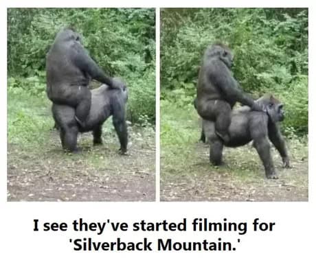 gorilla meme, ape memes, monkey memes, funny animal memes, gorilla jokes, primate memes, chimp memes, zoo memes, banana memes, silverback humor, gorilla memes